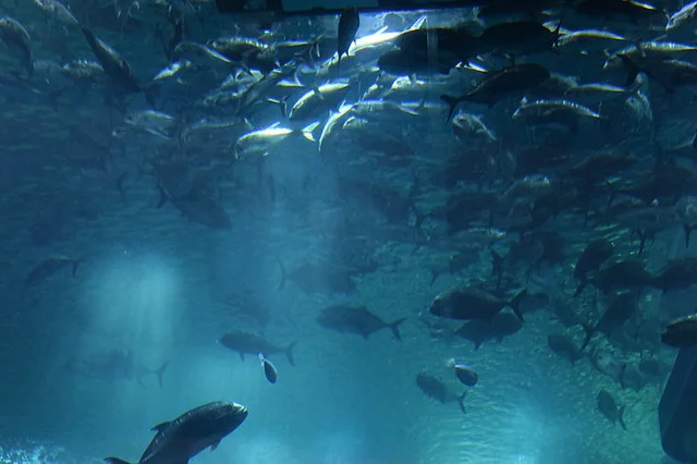 دبي أكواريوم وحديقة الحيوانات المائية