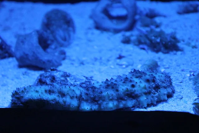 حوض أسماك الشارقة