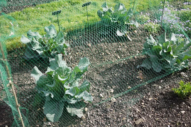 حديقة تشيلسي الفيزيقية