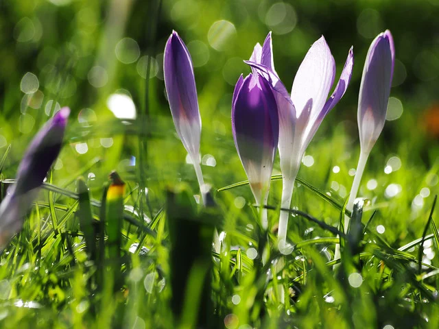 بارك رويال فيكتوريا