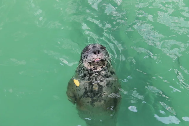 حوض أسماك نياجرا