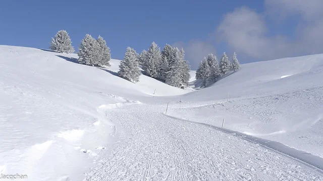 سمينوز