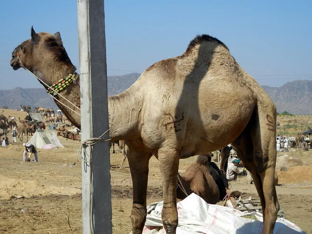 معرض بُشكار للجمال