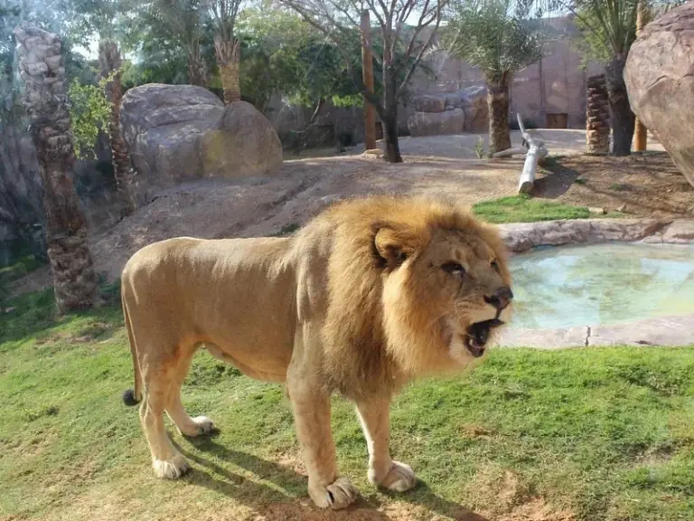 حديقة حيوان العين