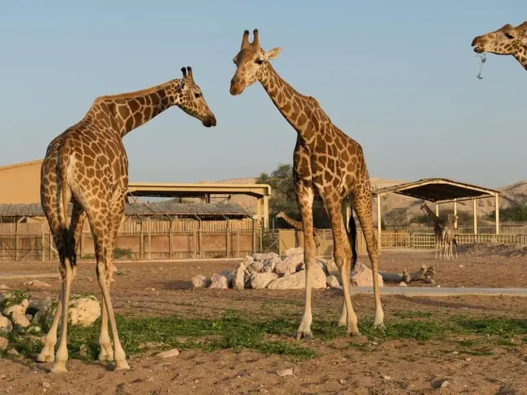 حديقة حيوانات إمارات بارك