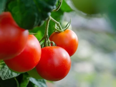 A farmer holds freshly picked purple heirloom tomatoes in sun-dappled Italian farmland