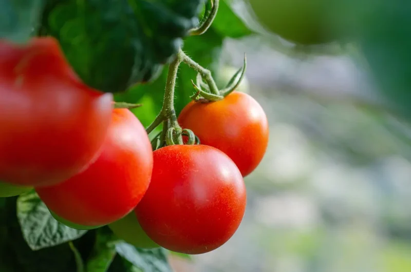 A farmer holds freshly picked purple heirloom tomatoes in sun-dappled Italian farmland